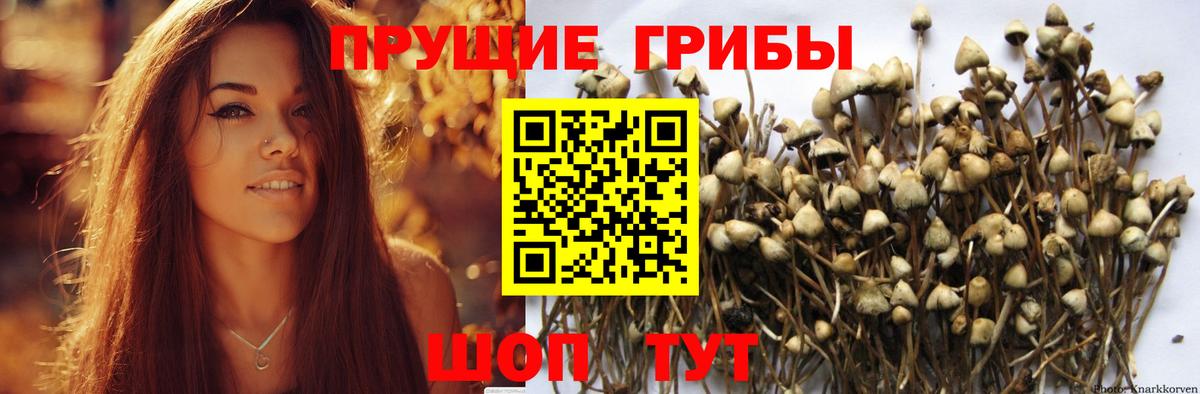 Псилоцибиновые грибы Cubensis  Вход с VPN  Новочебоксарск 